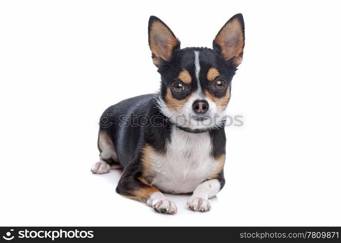 short-haired tricolor Chihuahua. short-haired tricolor Chihuahua in front of a white background