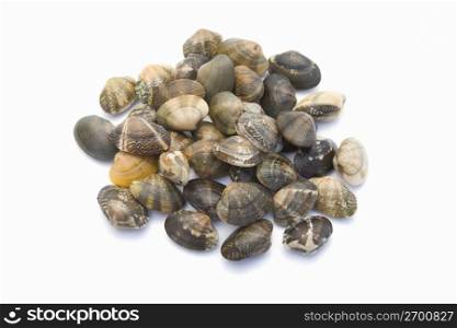 Short-neck clam,Baby-necked clam,Littleneck clam,Clam