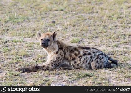 Short portrait of a spotted hyena  Crocuta crocuta  strolling curiously out of its den in Ambosseli National Park, Kenya.