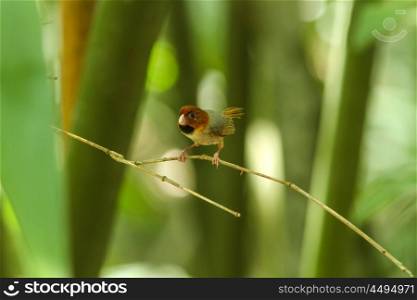 short-tailed parrotbill perching on a branch