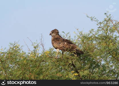 Short toed snake eagle, Circaetus gallicus, Blackbuck National Park, Velavadar, Gujarat, India