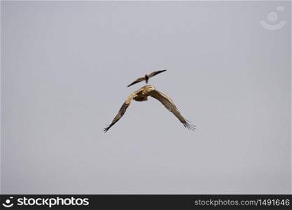 Short toed snake eagle, Circaetus gallicus mobbed by Lapwing
