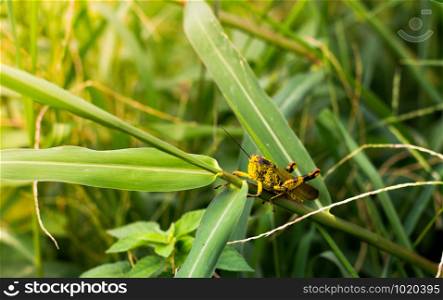 Shorthorned Grasshopper (Valanga nigricornis) sitting on tree with yellow sunlight in urban park