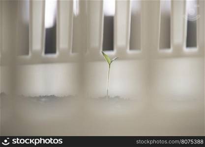 Shortly sprouting potted plant. White pot