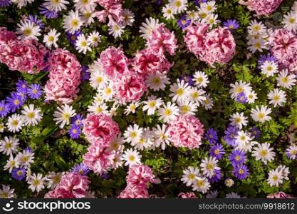 Shot Of Colorful Flowers.  Floral Background