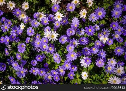 Shot Of Colorful Flowers.  Floral Background