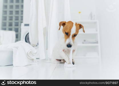 Shot of naughty dog plays with washed linen, poses on floor near clothes horse, being in laundry room. Animals and washing concept