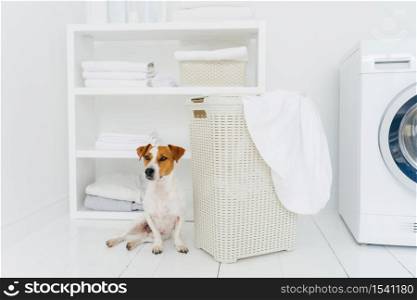 Shot of pedigree domestic animal poses in laundry room near white basket with dirty linen, console and washing machine in background. Preparing wash cycle