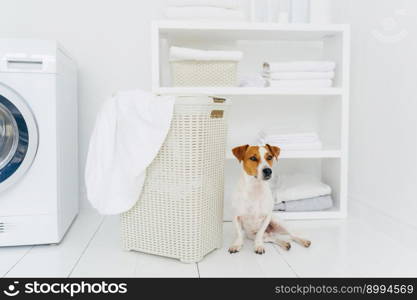 Shot of pedigree domestic animal poses in laundry room near white basket with dirty linen, console and washing machine in background. Preparing wash cycle