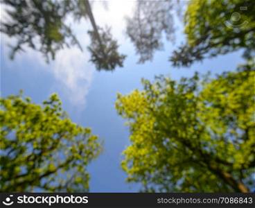 Shot of tall trees framing the sky in the middle. Bright green tree tops vertical on blue sky background. The forest trees tops vertical on blue sky. Forest view from below.