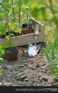 shovel in garden to planting vegetable plant in garden