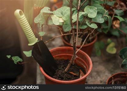 Shovel sticking out of the pot with plant closeup. Gardener work tools