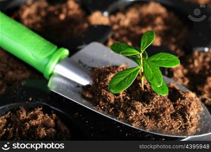 Shovel with soil and plant.