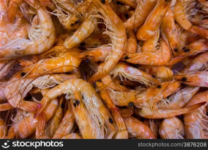 shrimp background