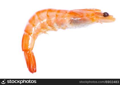 shrimp isolated on a white background
