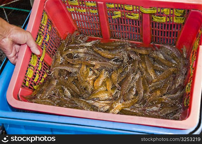 Shrimps in a basket, Shamian Island, Guangzhou, Guangdong Province, China