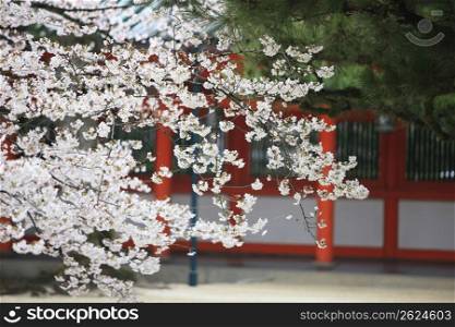 Shrine and Cherry tree