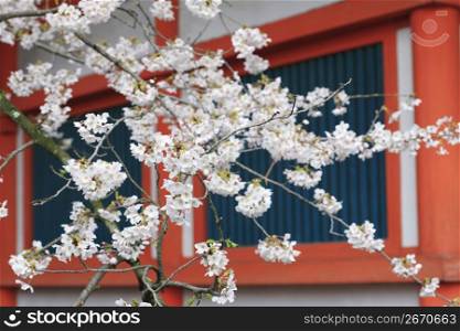 Shrine and Cherry tree