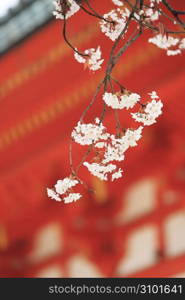 Shrine and Cherry tree