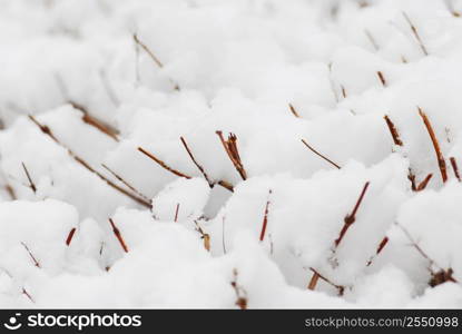 Shrub branches covered with heavy snow, natural background