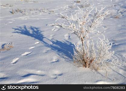 Shrub in the field covered with snow and pawprints