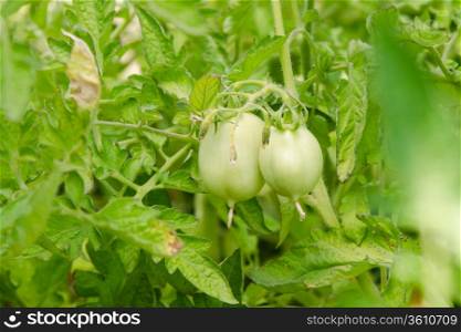 Shrubs are not ripe tomatoes with green fruit. Growing tomatoes on a country or a plot