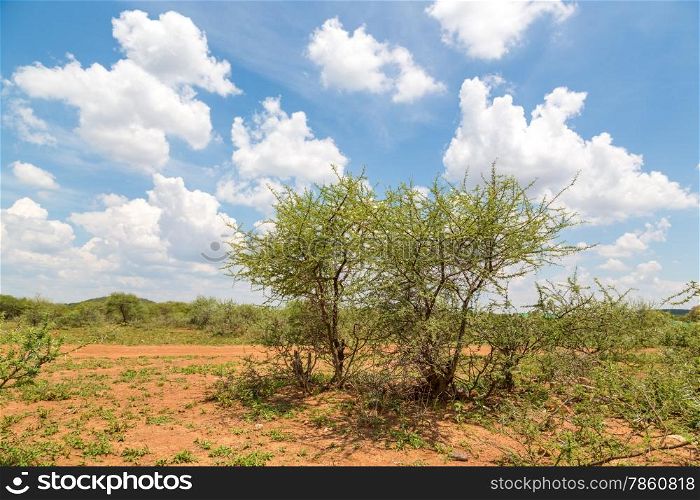 Shrubs which are the typical vegetation common in the dry savannah grasslands of Botswana