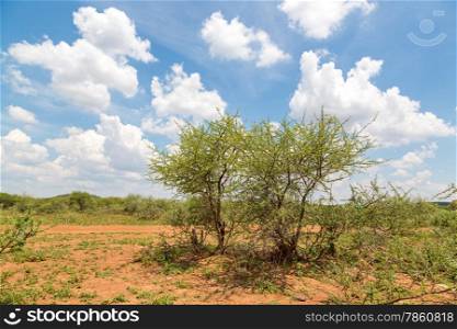Shrubs which are the typical vegetation common in the dry savannah grasslands of Botswana