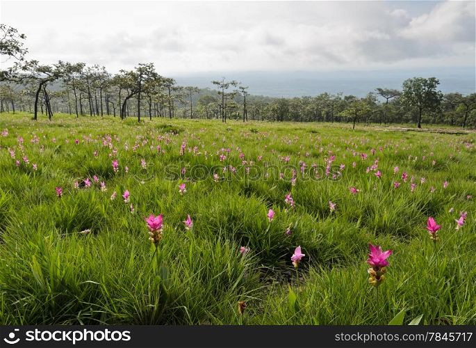 Siam tulip field