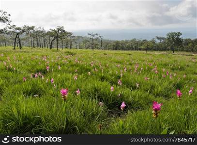 Siam tulip field