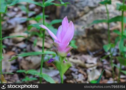 Siam Tulip flower or Curcuma alismatifolia blossom in Thailand