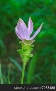 Siam Tulip flower or Curcuma alismatifolia blossom in Thailand