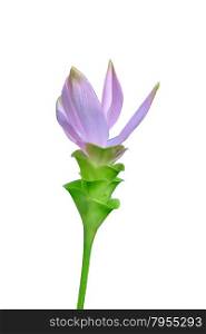 Siam Tulip flower or Curcuma alismatifolia blossom on white background