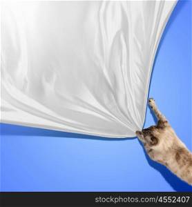 Siamese cat. Image of jumping Siamese cat playing with with sheet