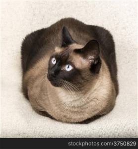 Siamese cat isolatet on a blanket.