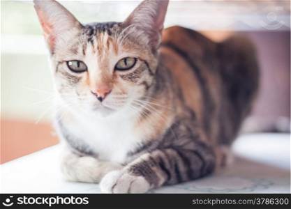 Siamese cat looking at camera, stock photo