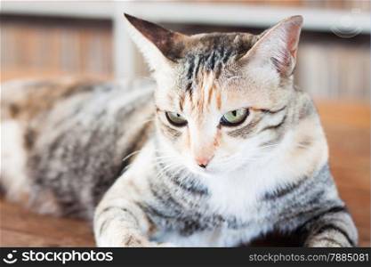 Siamese cat lying on wooden table, stock photo