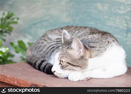 Siamese cat lying on wooden table, stock photo