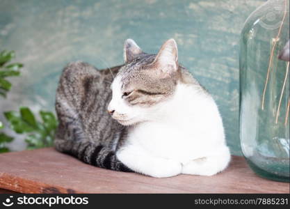 Siamese cat lying on wooden table, stock photo