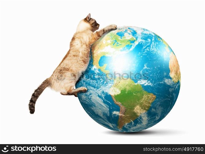 Siamese cat playing. Image of siamese cat playing with globe. Elements of this image are furnished by NASA