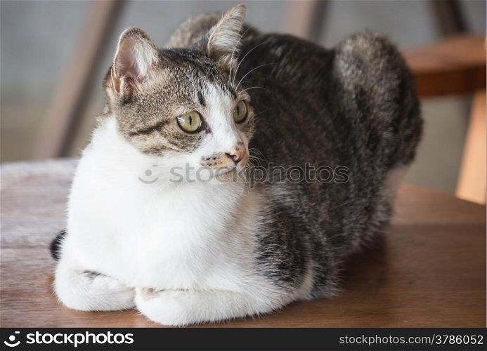 Siamese cat sitting on a wooden table, stock photo