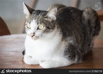 Siamese cat sitting on a wooden table, stock photo