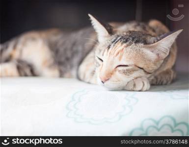Siamese cat sleeping on the table, stock photo