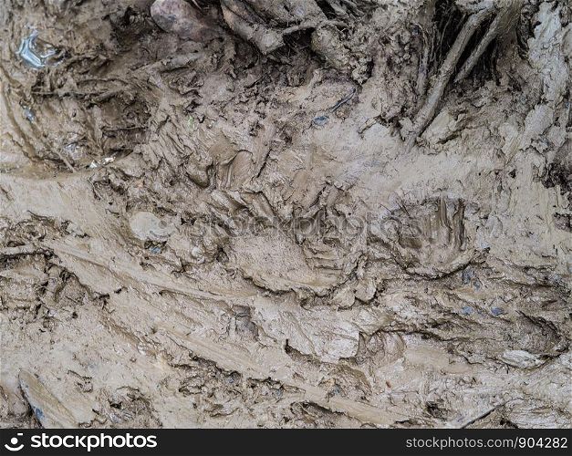 Siamese crocodile footprints in mud at Kaeng Krachan National Park, Thailand.