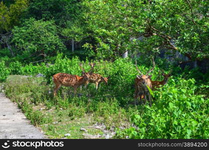 Siamese Eld&rsquo;s deers on Cat Ba, Hai Phong, Viet Nam