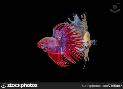 Siamese fighting fish, Beautiful style of betta splendens, isolated on a black background.