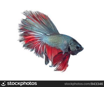 siamese fighting fish, betta isolated on white background.