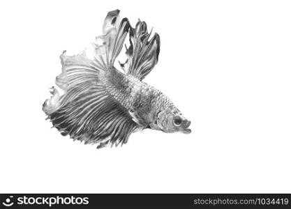 Siamese Fighting Fish , Betta splendens , Black and white on White Background, Half Moon, Crowntail