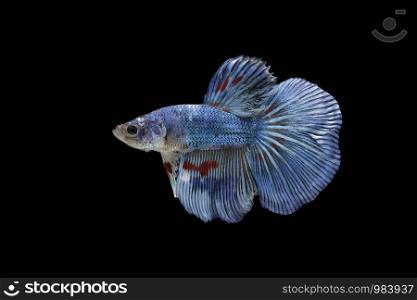 Siamese fighting fish,Betta splendens,blue fish, Blurred background, Halfmoon Betta.