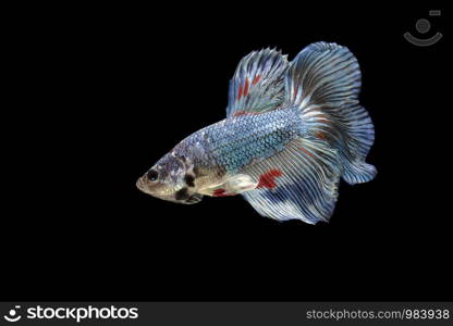 Siamese fighting fish,Betta splendens,blue fish, Blurred background, Halfmoon Betta.